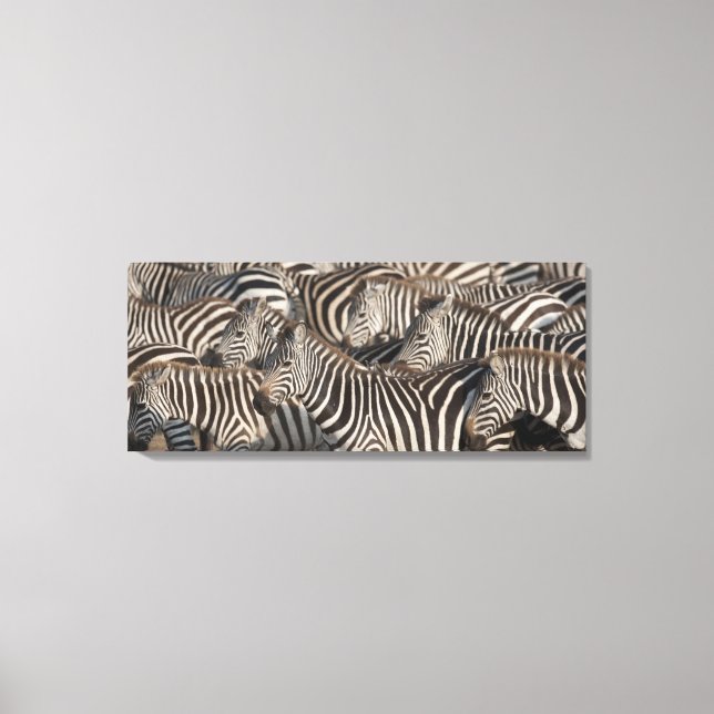 Zebröder, Kenya, Afrika Canvastryck (Framsida)