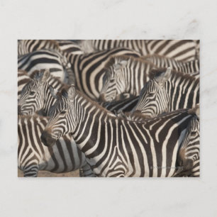 Zebröder, Kenya, Afrika Vykort