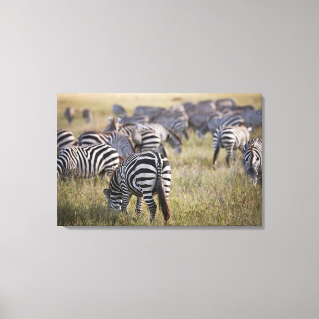 Zebröder om migration, Equus quagga. Canvastryck (Framsida)