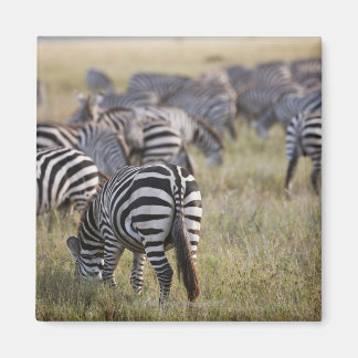 Zebröder om migration, Equus quagga. Magnet
