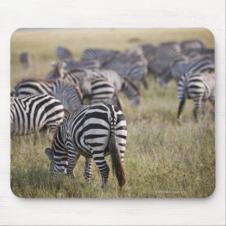 Zebröder om migration, Equus quagga. Musmatta