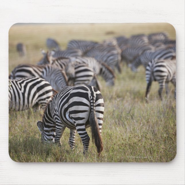 Zebröder om migration, Equus quagga. Musmatta (Framsidan)