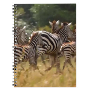 Zebröder på väg: En resa med tusen mil Anteckningsbok Med Spiral