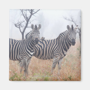 Zebrodern i otta dammar av, den Kruger medborgare Magnet