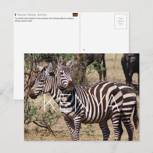 Zebror i Masai Mara, Kenya Reseskickkort Vykort (Fram/baksida)