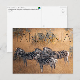 Zebror i Serengeti, Tanzania Resekort Vykort