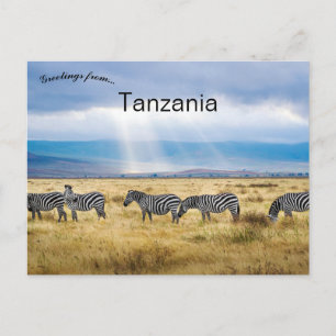 Zebror i Tanzania Vykort