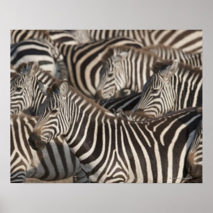 Zebror Kenya, afrika Poster