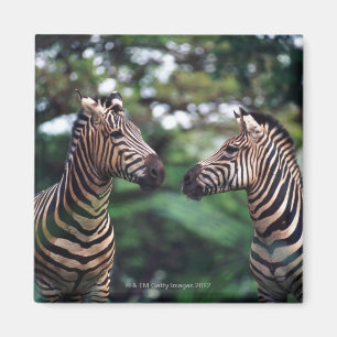 zebror magnet