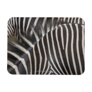 Zebror Magnet