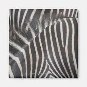 Zebror Magnet