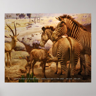 zebror på amerikanmuseet av naturhistoria poster