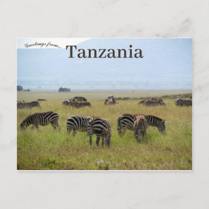 Zebror Serengeti nationalpark Safari Tanzania Vykort