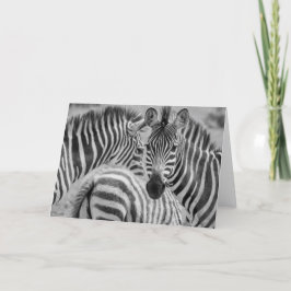 Zebror Sydafrika Helgkort