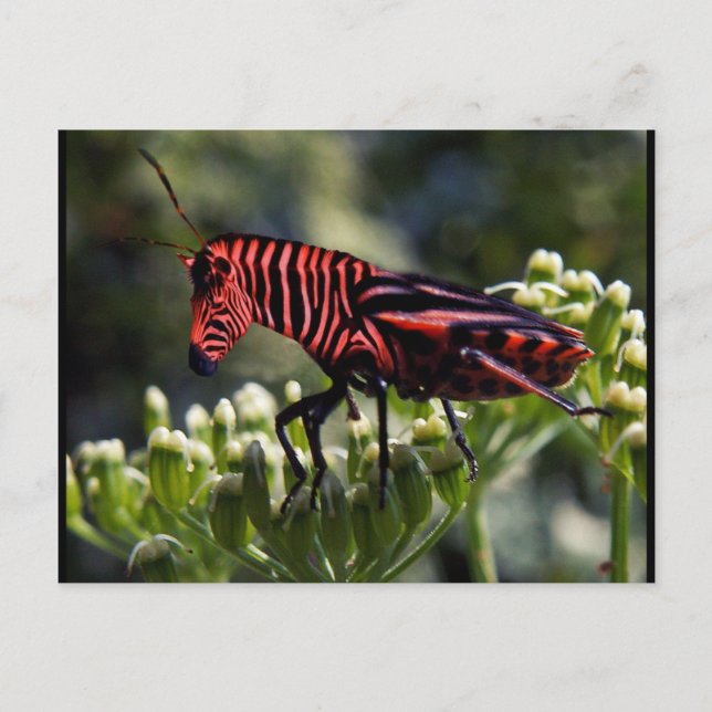Zebug vycard vykort (Framsida)