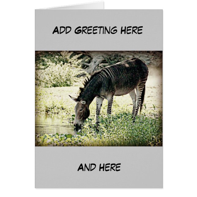 "Zedonk ", Hälsningskort (Framsidan)