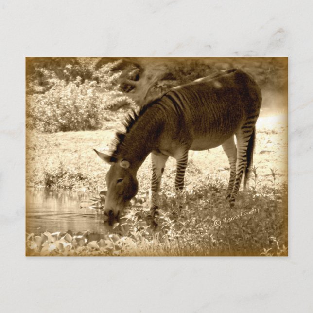 ’Zedonk’ Vykort (Framsida)