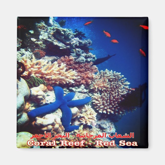 zEG033 EGYPTEN, Röda havet, Korallrev, Fridge Magnet (Framsidan)