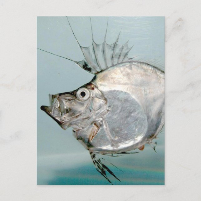 Zeidae Vykort (Framsida)