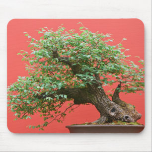 Zelkova bonsaiträd musmatta