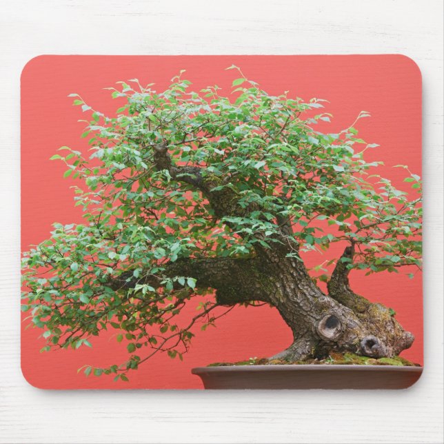 Zelkova bonsaiträd musmatta (Framsidan)