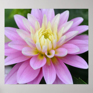 Zen Flower-Dahlia Poster