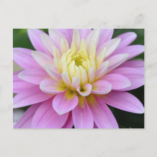 Zen Flower-Dahlia-vykort Vykort
