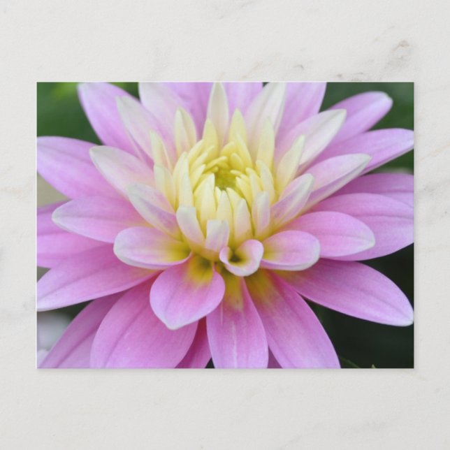 Zen Flower-Dahlia-vykort Vykort (Framsida)