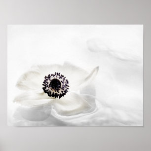 Zen High Nyckel White Anemone på Vatten-bakgrunden Poster