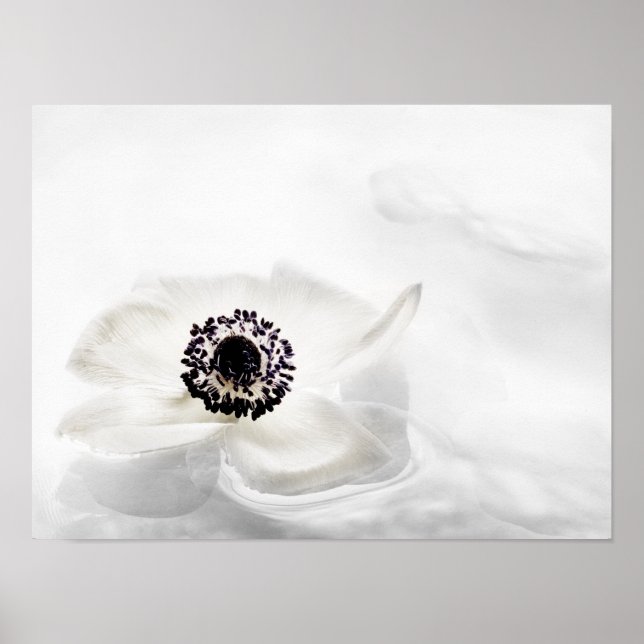 Zen High Nyckel White Anemone på Vatten-bakgrunden Poster (Framsidan)