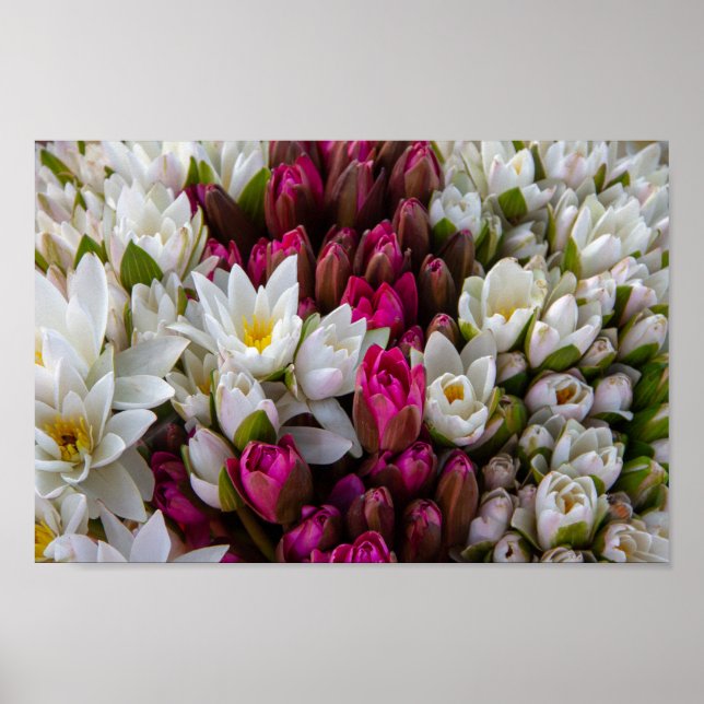 Zen Lotus Flower Bouquet Poster (Framsidan)