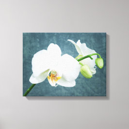 Zen White Orchid Canvastryck