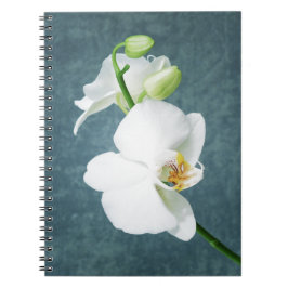 Zen White Orchid Flower Anteckningsbok