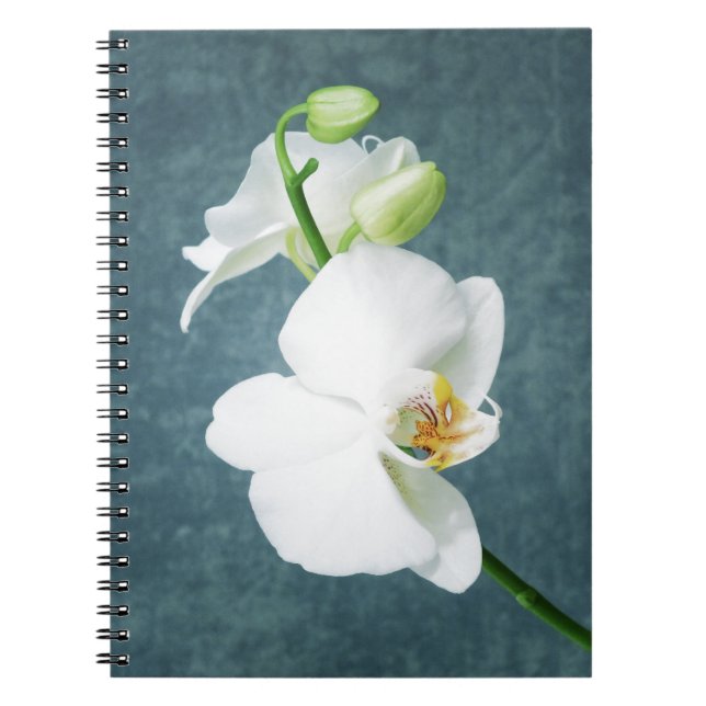 Zen White Orchid Flower Anteckningsbok (Framsidan)
