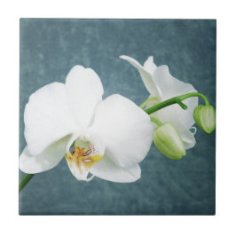 Zen White Orchid Flower Kakelplatta