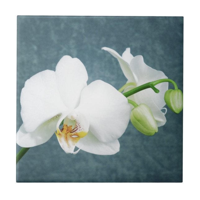 Zen White Orchid Flower Kakelplatta (Framsidan)