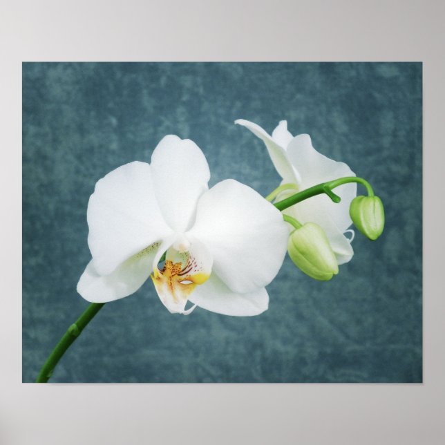 Zen White Orchid Poster (Framsidan)