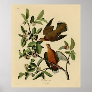 Zenaida Dove från John Audubon's Birds of America Poster