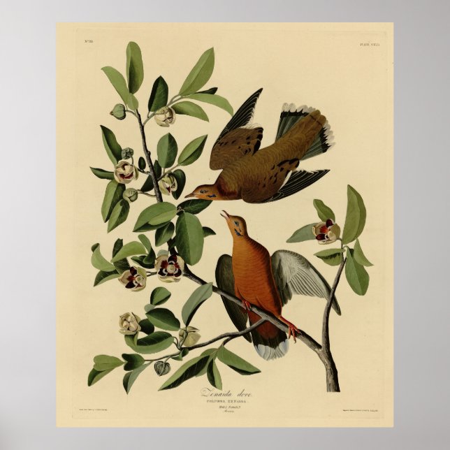 Zenaida Dove från John Audubon's Birds of America Poster (Framsidan)