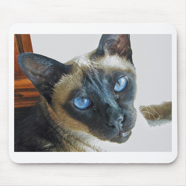 ZenaLrg_7_20_05_edited-1 Musmatta (Framsidan)