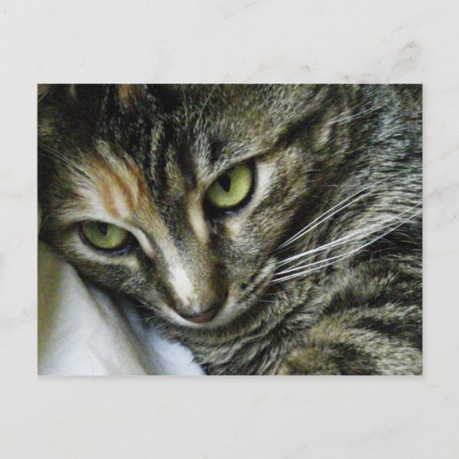 Zenkattunge Vykort (Framsida)