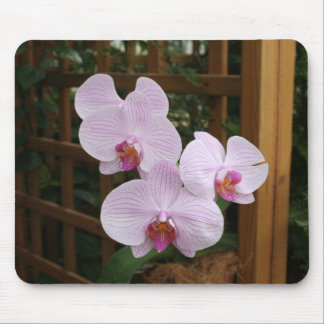 Zenorchids Musmatta