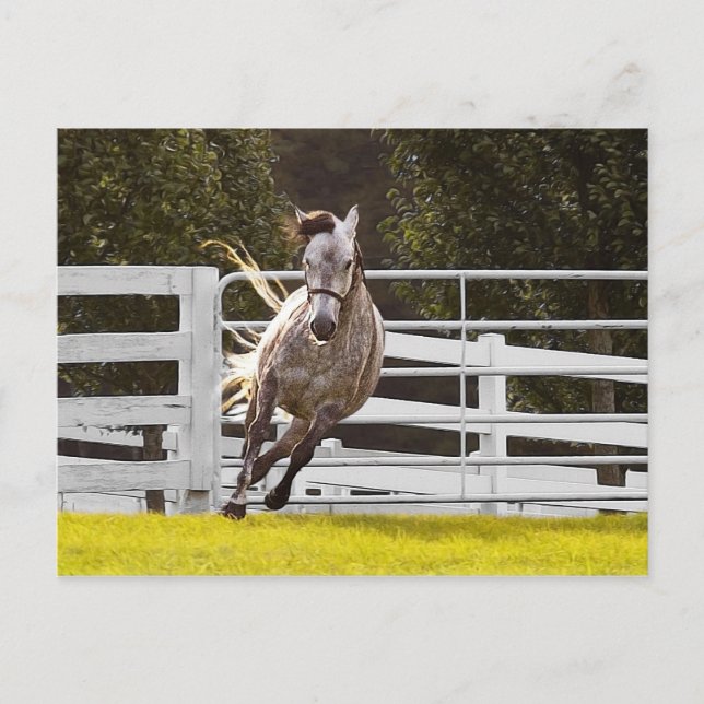 Zest for Life Vykort (Framsida)