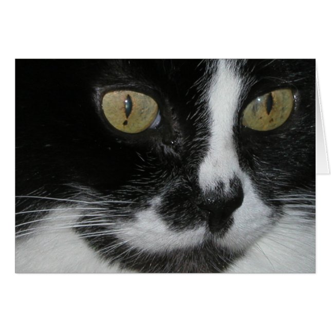 Zewa Hälsningskort (Framsidan Horizontal)