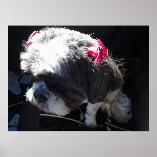Zhina är min Shih Tzu Princess Poster (Framsidan)