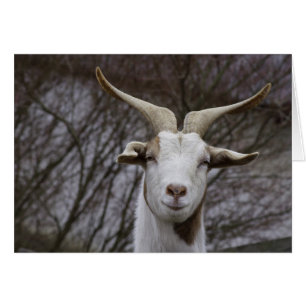 Ziegenbock Hälsningskort