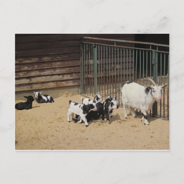 Ziegenfamilie Vykort (Framsida)