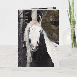 Zigenaren tittar ut - vykort