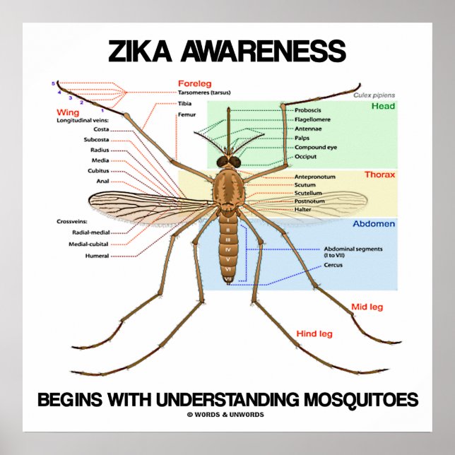 Zika-medvetenheten börjar förstå moskvadroner poster (Framsidan)