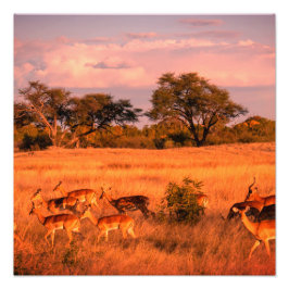 Zimbabwe: Antilovens rena natur Fototryck